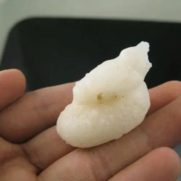 Mountain Snake Crown Pearl - Type A1 - Image 2