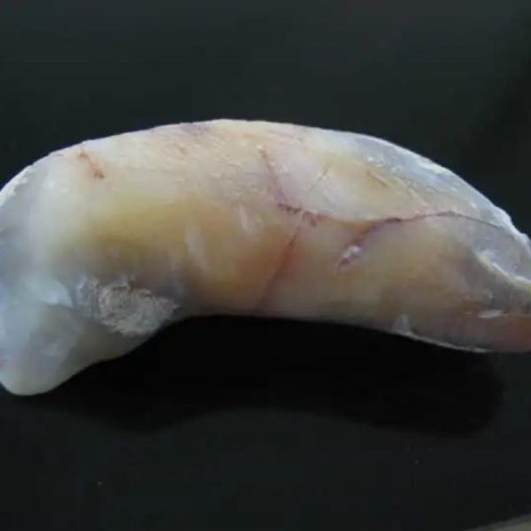 Baby Snake Fossil - Type A2 - Image 3