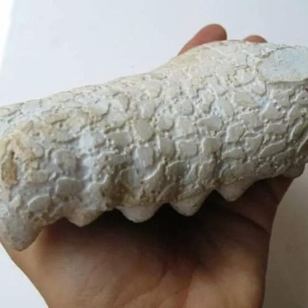 Fossilized Crocodile Head - Type A2 - Image 3