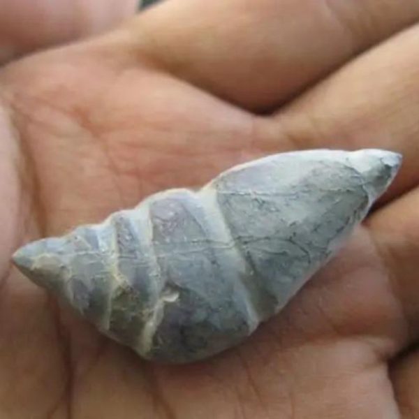 Selendang Snake Pearl - Type A4 - Image 3