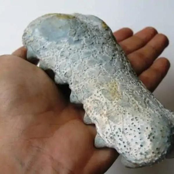 Fossilized Crocodile Head - Type A1 - Image 2