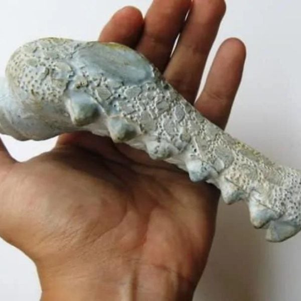 Fossilized Crocodile Head - Type A1 - Image 5