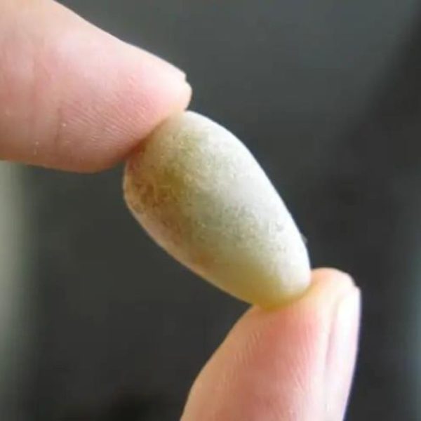 Chameleon Pearl - Type F1 - Image 2