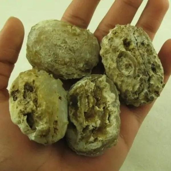 Turtle Pearls - Type G4 (Golden) - Image 2