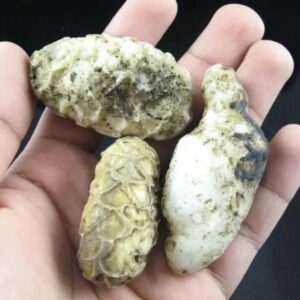 White King Cobra Pearl - Type A1 in hand