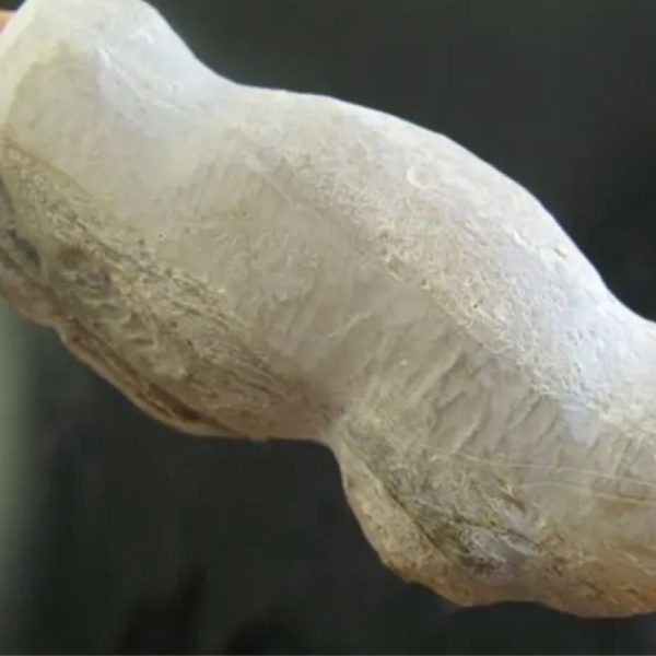 Ground Snake Fossil - Type A2