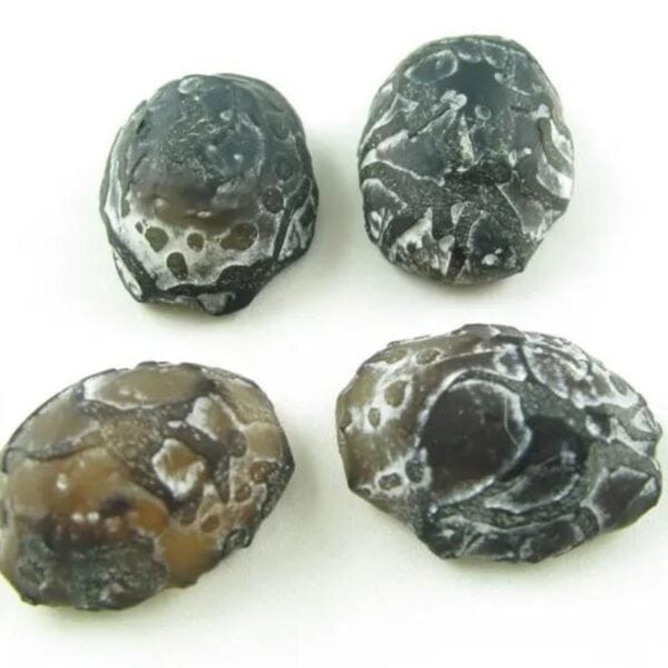 Beautiful Black Cobra Crown Pearls