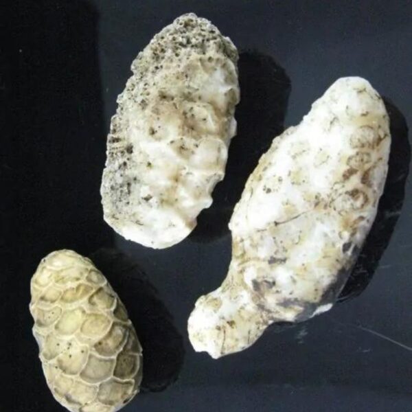 White King Cobra Pearl - Type A1 - Image 2