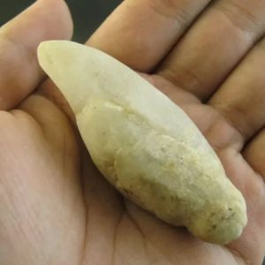 Ground Snake Fossil - Type A1