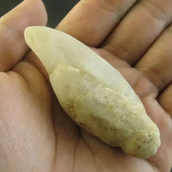 Ground Snake Fossil - Type A1