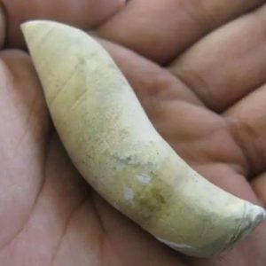 Selendang Snake Pearl - Type A1