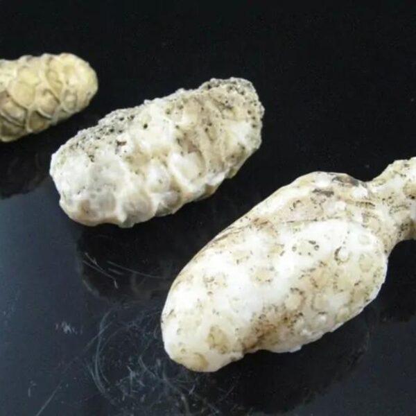 Magnificent White King Cobra Pearl - Type A1