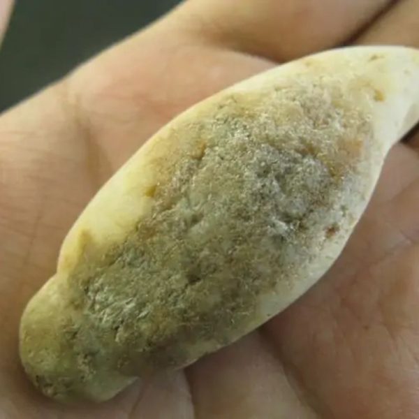 Ground Snake Fossil - Type A1