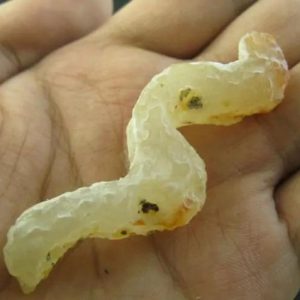 Tree Snake Pearl - Type A1