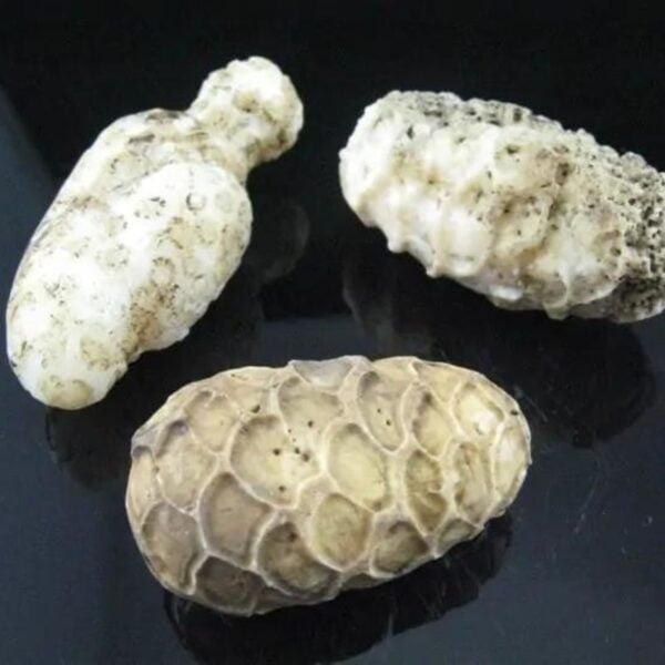 White King Cobra Pearl - Type A1 - Image 4