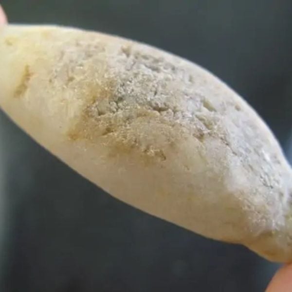 Ground Snake Fossil - Type A1