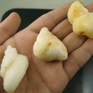 Mountain Snake Crown Pearl - Type A1