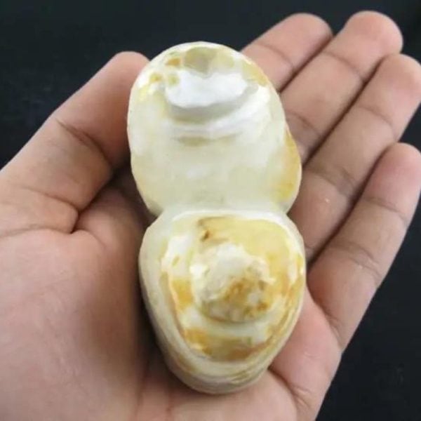 Sea Snake Heart Fossil - Type A2