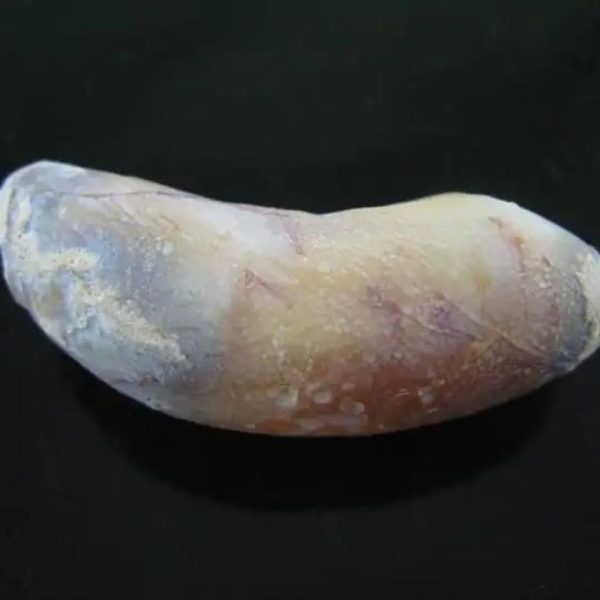 Baby Snake Fossil - Type A2 - Image 2