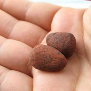 Raja Welang Snake Pearls -Type B2