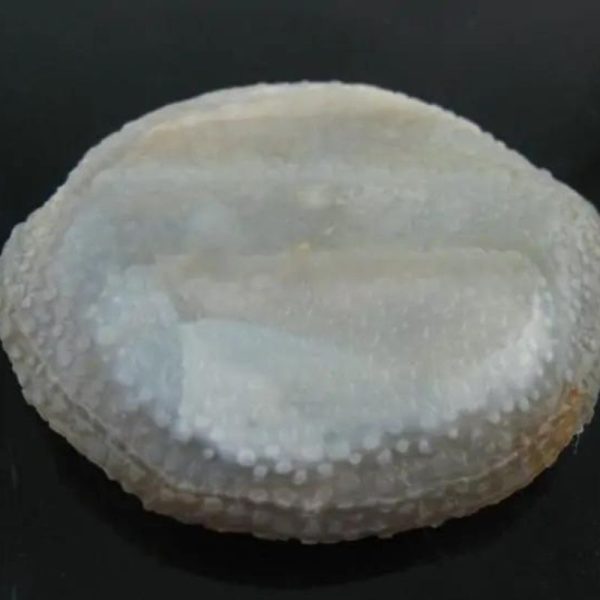 Python Crown Pearls - Type C1 (Large)