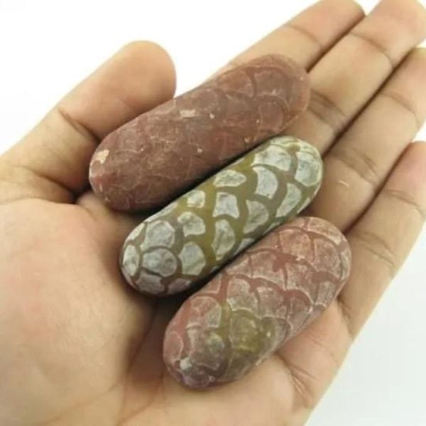 Red Jalak Snake Pearls - Type A2 (Male)
