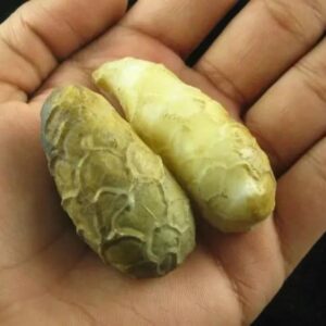 White Cobra Pearls – Type B1 in hand