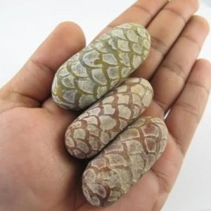 Sanca Tanah Snake Pearls - Type A1