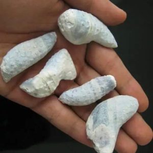 Flying Snake Pearl - Type C1