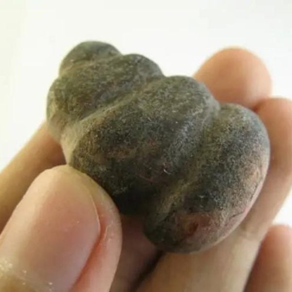 Otter Horn - Type A1 - Image 3