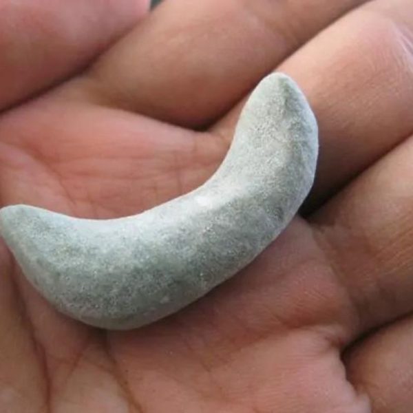 Gadung Snake Pearl - Type C1