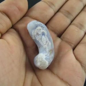 Baby Snake Fossil - Type A1