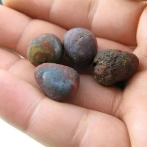 Raja Welang Snake Pearls--Type A