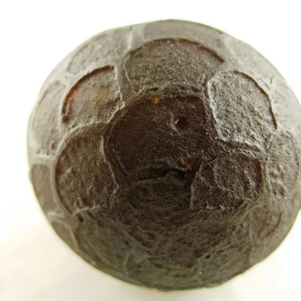 Sanca Madu Snake - Type C5 (Oval Medium) - Image 3