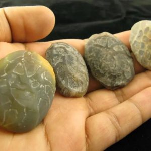 Crocodile Crown Pearl - Type C2 (Female)