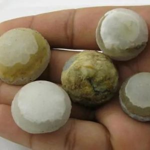 Crocodile Crown Pearl - Type B