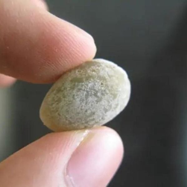 Chameleon Pearl - Type F1 - Image 3