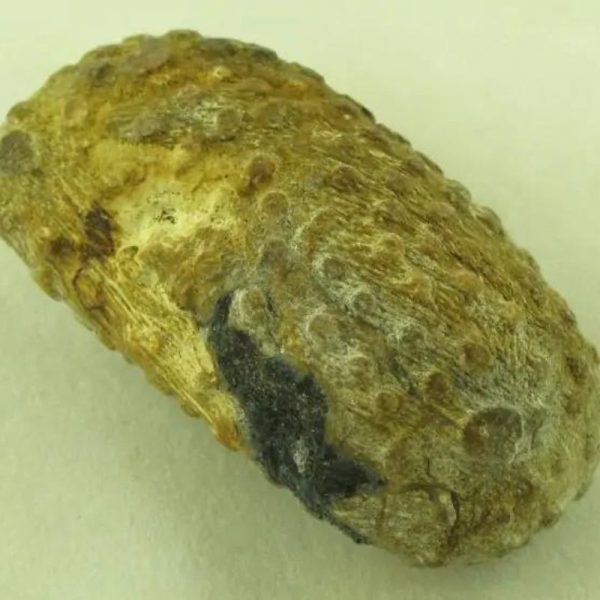 Turtle Pearls - Type G5 (Golden) - Image 3