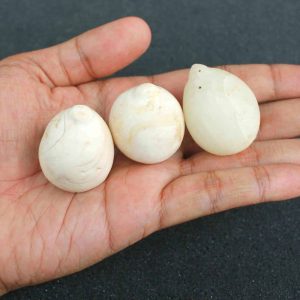 White Coconut Pearl - Type D (Extra Large)