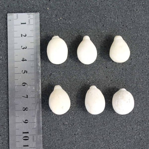 White Coconut Pearl - Type B (Medium)