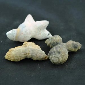 Fossilised Kencur - Type A2