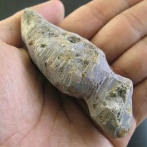Ground Snake Fossil - Type A4