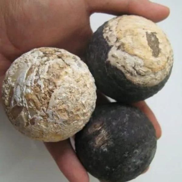 Black Naga Puspa Wood Pearl - Type A2
