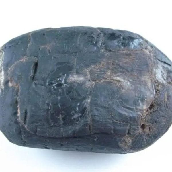 Menang Wood Fossil - Type A2 - Image 3