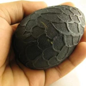 Sanca Madu Snake - Type C6 (Oval Large)