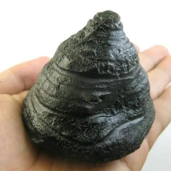 Naga Crown Kikik - Type H3 in hand