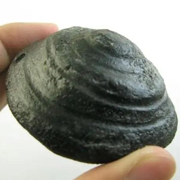 Naga Crown Kikik - Type H3