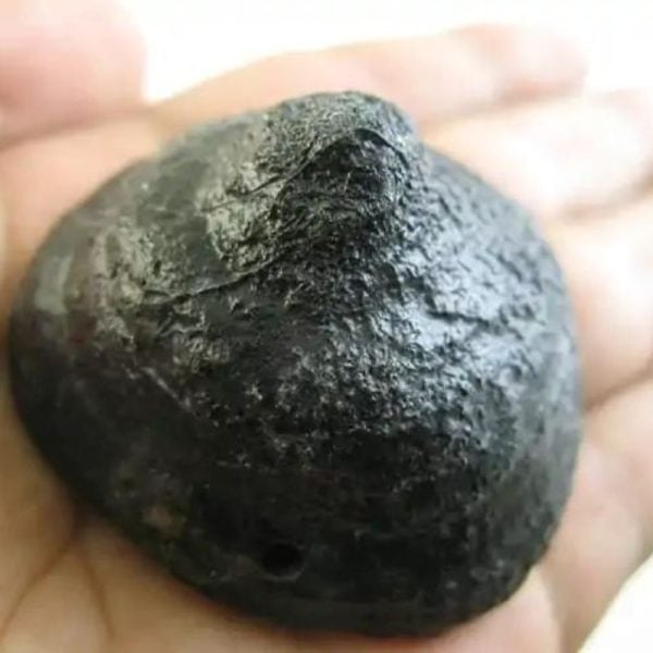 Naga Crown Kikik - Type H1 in hand