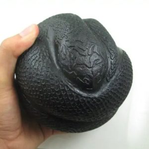 Snake Fossil - SF 61