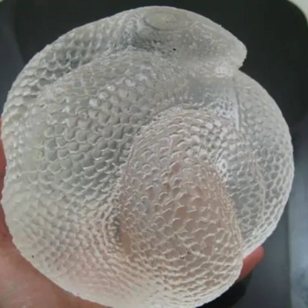 Snake Fossil - SF 72 (Crystal)